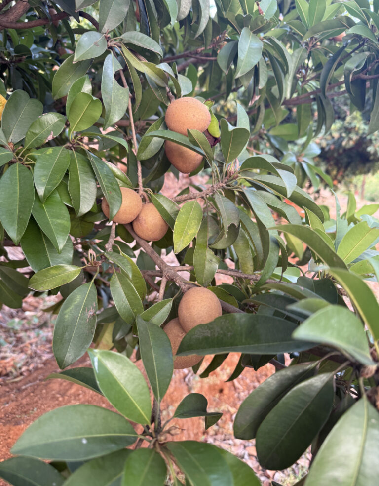 kkagrotourism-fresh fruits