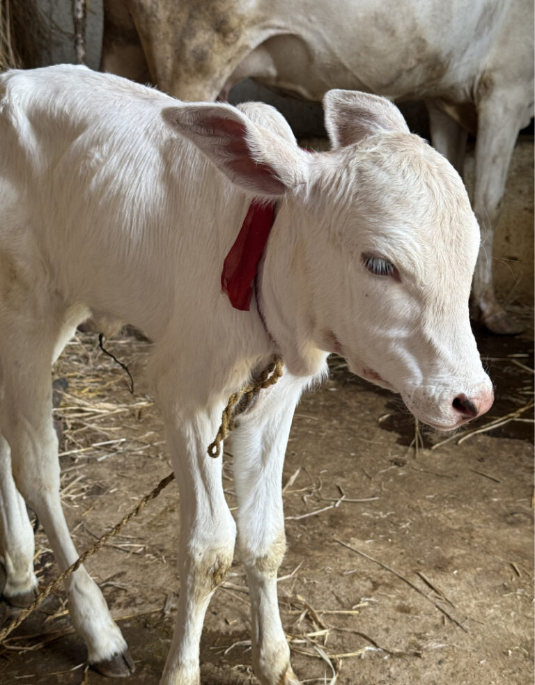 kkagrotourism-hygenic-gowshala